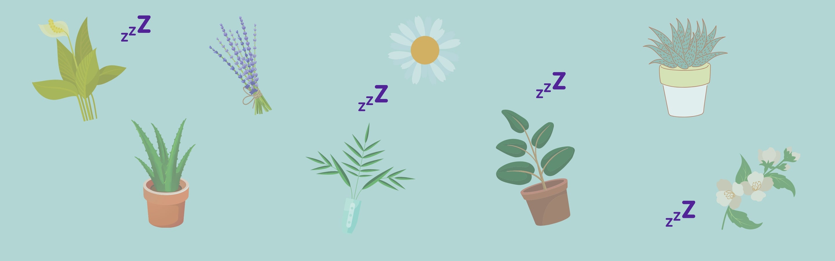 Plants That Can Help You Sleep... Or Keep You Awake Polysleep