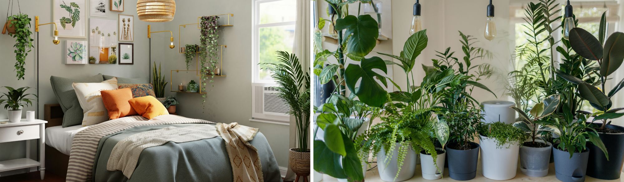 These 5 Indoor Plants Will Help You Sleep Better